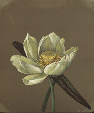 Nelumbo Gran Amarillo de Emma Roberts